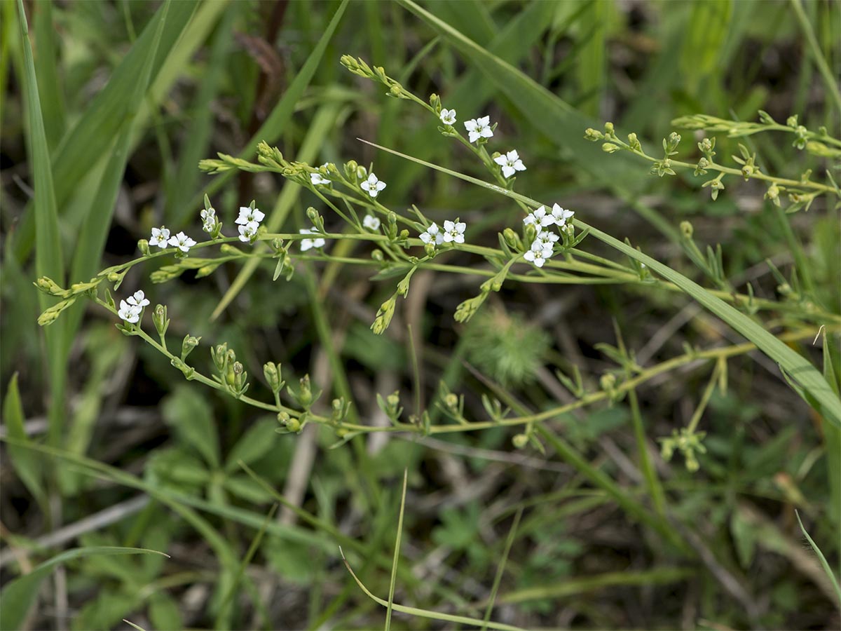 Thesium alpinum